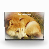 柴犬犬 フォトブロック (正面)