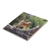 柴犬 タイル (側面)