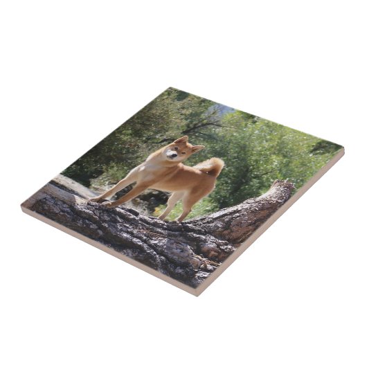 柴犬 タイル (側面)