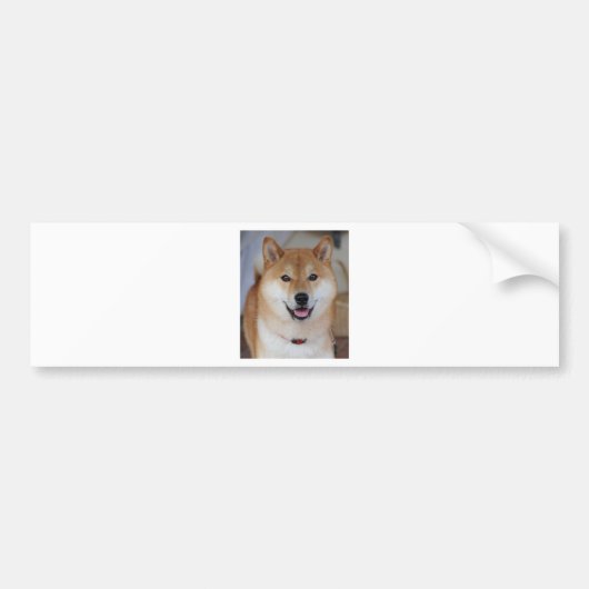 柴犬 バンパーステッカー (正面)