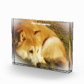 柴犬 フォトブロック (右)