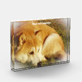 柴犬 フォトブロック (左)