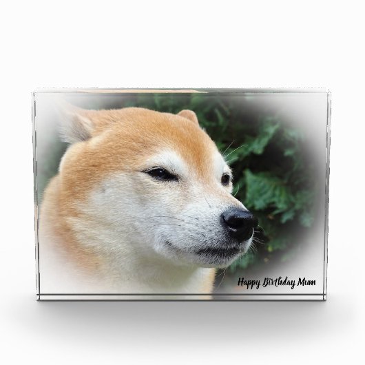 柴犬 フォトブロック (正面)