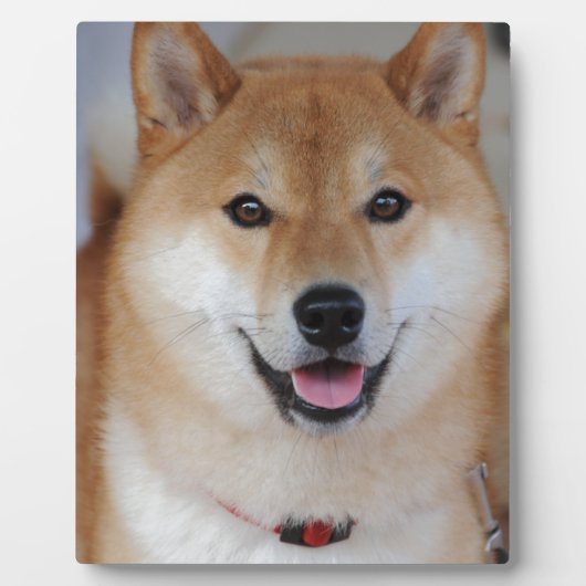 柴犬 フォトプラーク (正面)