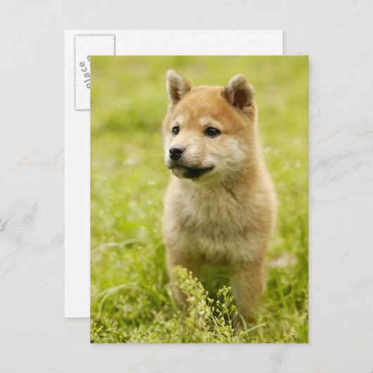 柴犬 ポストカード (正面/裏面)