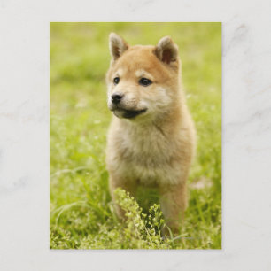 柴犬 ポストカード