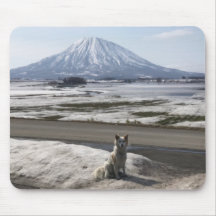 柴犬
