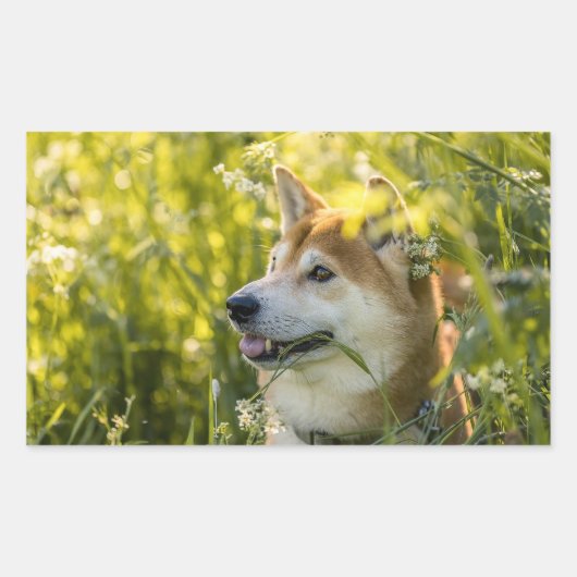 柴犬 長方形シール (正面)