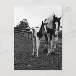 柵の向こうを歩く ポストカード