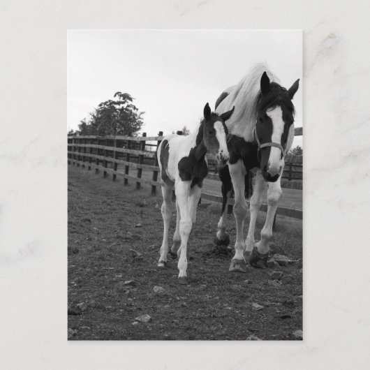 柵の向こうを歩く ポストカード (正面)