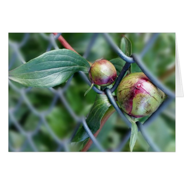 柵を越えて (正面横)