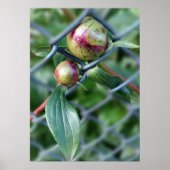 柵を越えて ポスター (正面)