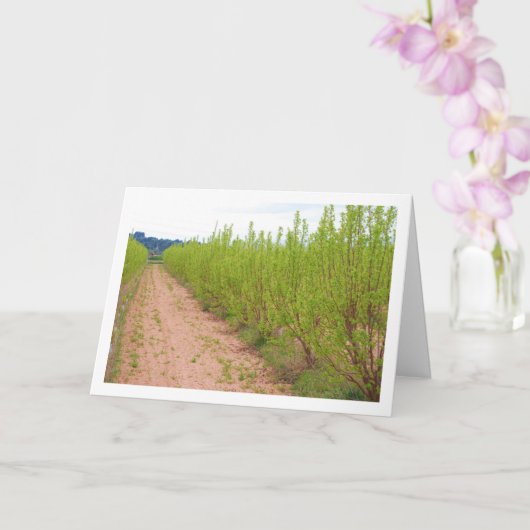 柿の木の春 カード (蘭)