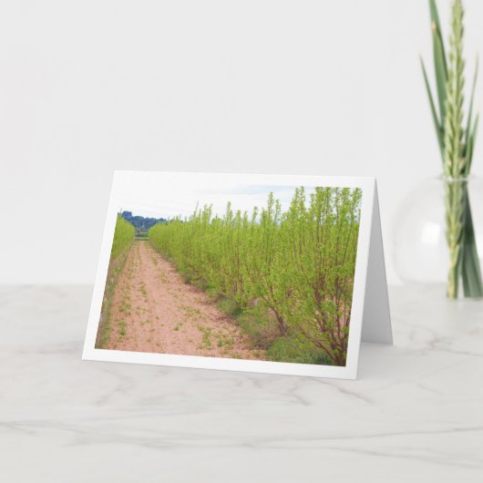 柿の木の春 カード (正面)