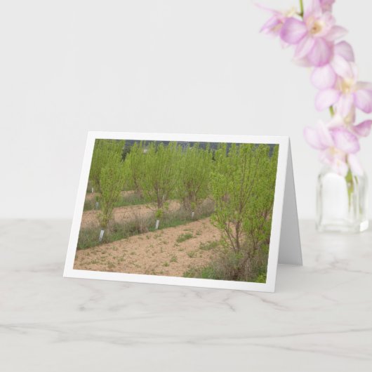 柿の木の春 カード (蘭)