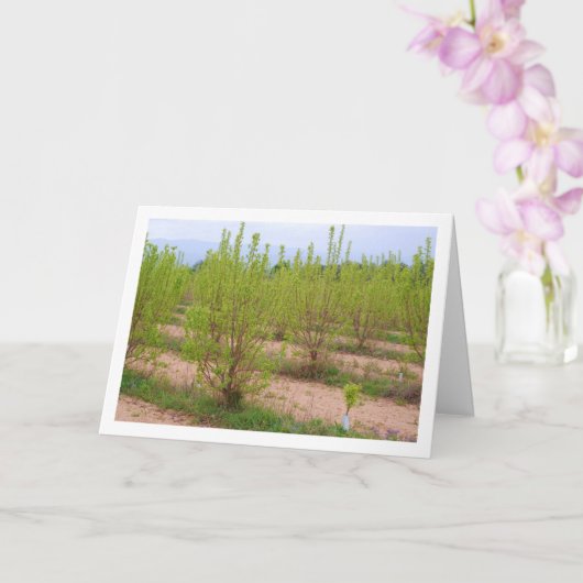 柿の木(春カード) カード (蘭)