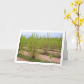 柿の木(春カード) カード (黄色い花)