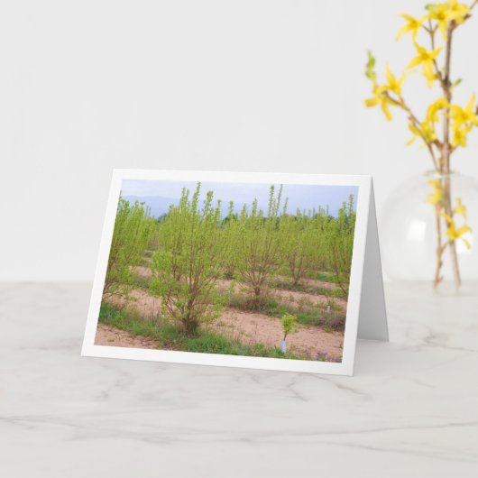 柿の木(春カード) カード (黄色い花)