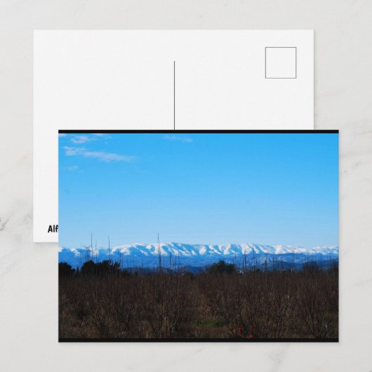 柿の畑の向こうに雪山 ポストカード (正面/裏面)