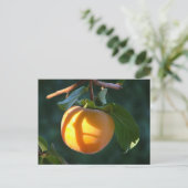 柿はがき ポストカード (スタンド正面)