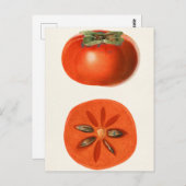 柿フルーツウォーター絵画の色 ポストカード (正面/裏面)