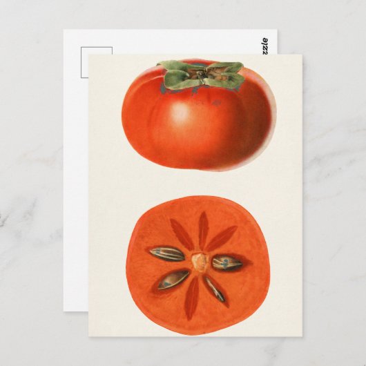 柿フルーツウォーター絵画の色 ポストカード (正面/裏面)