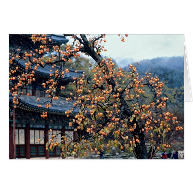 柿木、秋 (正面横)