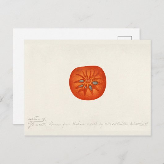 柿(Diospyros)フルーツウォーター絵画の色 ポストカード (正面/裏面)