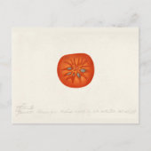 柿(Diospyros)フルーツウォーター絵画の色 ポストカード (正面)