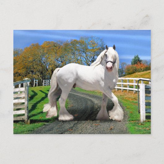 「栄光のノエル」 ポストカード (正面)