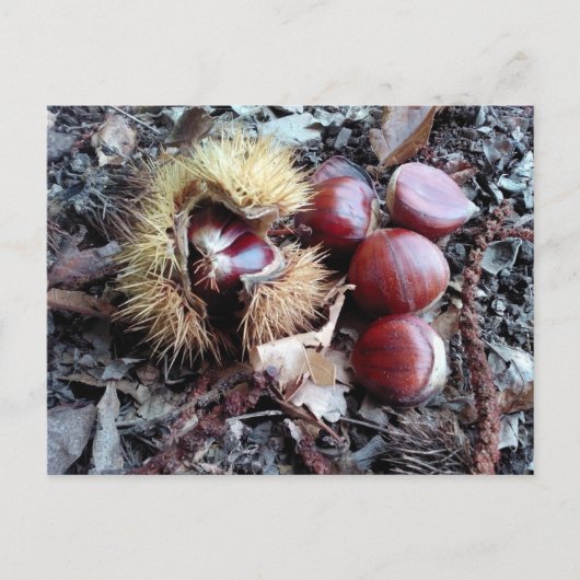 栗のカード ポストカード (正面)