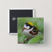 栗のサイドウォーブラボタン 缶バッジ (正面&裏面)