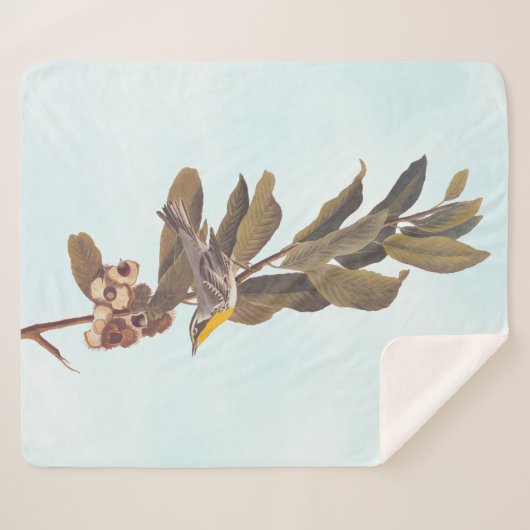 栗の上のオードボンの黄色い喉の切れ端 シェルパブランケット (正面(横))