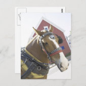 栗の台車馬 ポストカード (正面/裏面)