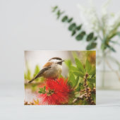 栗の実の付いた《鳥》アメリカゴガラ ポストカード (スタンド正面)