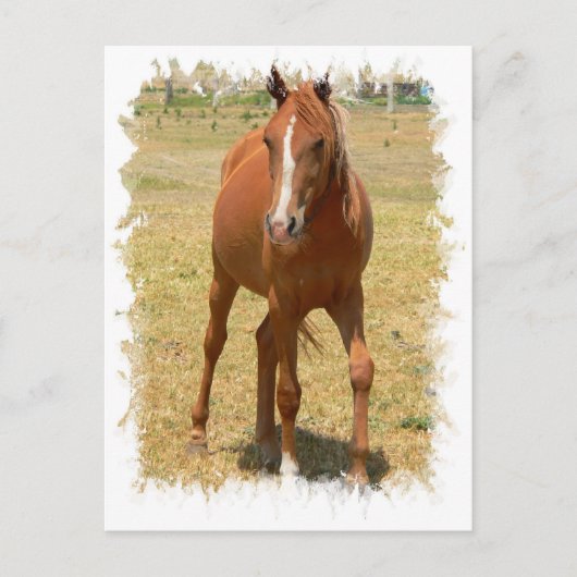栗の憧れの馬はがき ポストカード (正面)