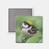 栗の枝の反り マグネット (正面/裏面)