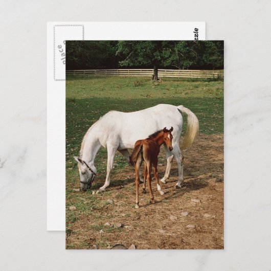 栗の花の付いた白いマーレ ポストカード (正面/裏面)