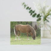 栗の茶色の馬の放牧はがき ポストカード (スタンド正面)