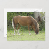 栗の茶色の馬の放牧はがき ポストカード (正面/裏面)