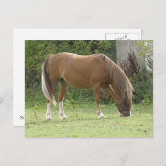 栗の茶色の馬の放牧はがき ポストカード (正面/裏面)