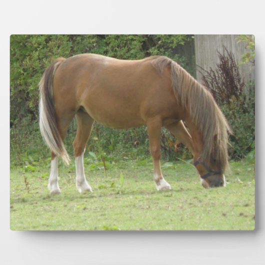 栗の茶色の馬の放牧プラーク フォトプラーク (正面)
