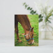 栗の風呂入り ポストカード (スタンド正面)