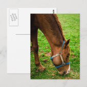 栗の風呂入り ポストカード (正面/裏面)