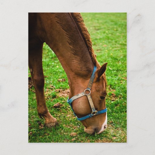 栗の風呂入り ポストカード (正面)