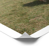 栗の馬が牧草地で放牧 ポスター (角)