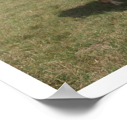 栗の馬が牧草地で放牧 ポスター (角)