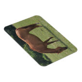 栗の馬が緑の牧草地で放牧 マグネット (右側)