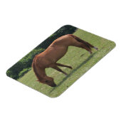 栗の馬が緑の牧草地で放牧 マグネット (左側)