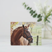 栗の馬の炎と手綱と牧草地 ポストカード (スタンド正面)